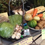 玉レタス、始まりました!