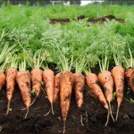 ニンジンジュース