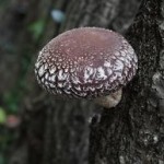 10959805_860381817391289_5542522985443276672_n