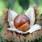 栗農園に行ってきました☆