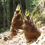 【『切り口で見分ける！』タケノコの鮮度】