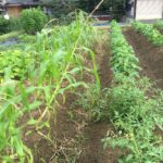 【トウモロコシが倒壊の危機！！《原因は『雑草の一掃作戦』？》『眉毛抜き』と『たるみ』の因果関係。】