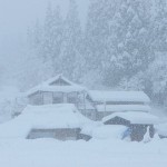 《マルシェは明後日！！》1月のマルシェは20日！【京都産　自然栽培の野菜マルシェ】