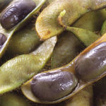 次回は10月17日。《『丹波の黒枝豆』持参します☆》【京都産　自然栽培の野菜マルシェ】