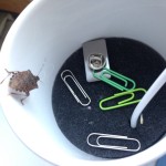 【田舎暮らしあるある　〜カメちゃん編〜】