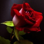 【バラの香りでアンチエイジング】