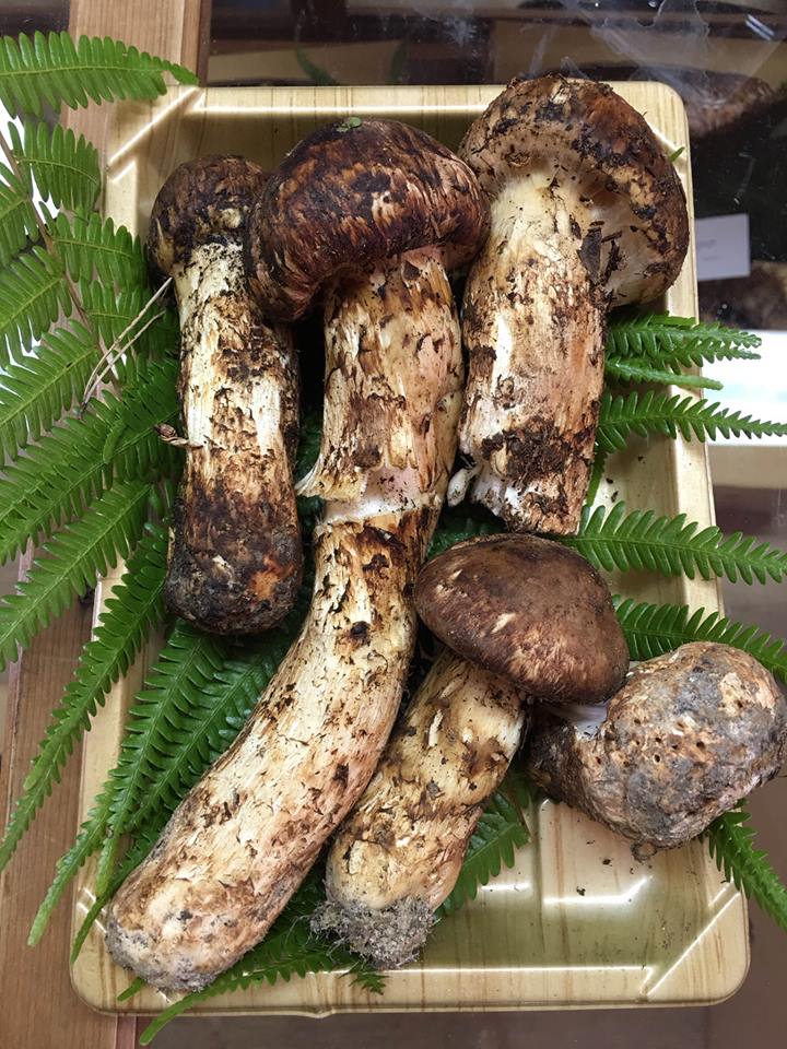 12096354_875006595928811_3934039522735004561_n