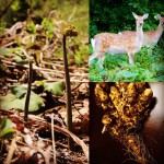 【野生が大好き！《『認証を取っていれば安心』は全くのウソ。》抜け穴だらけの『オーがニック認証』。】